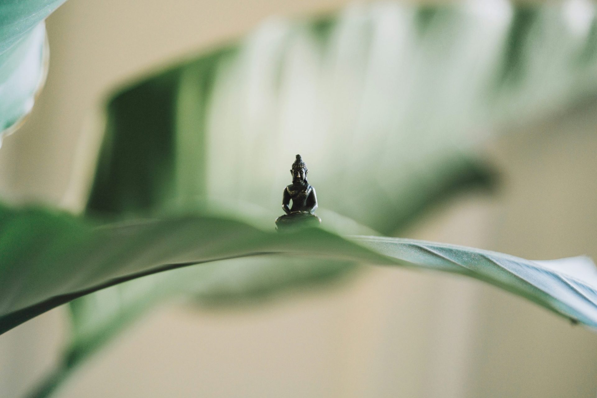 Nahaufnahme einer Buddha-Figur, die auf einem Blatt platziert ist, als zentrales Gestaltungselement für das Projekt Grounded